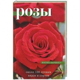 Розы: около 100 лучших видов и сортов