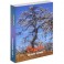 Дерево. Как образ человека (набор из 112 карточек и инструкции)