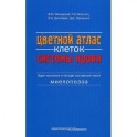 Цветной атлас клеток системы крови. Один источник и четыре составные части миелопоэза