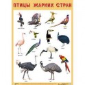 Плакат &laquo;Птицы жарких стран&raquo;