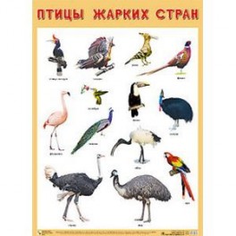 Плакат &laquo;Птицы жарких стран&raquo;