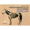 Топографическая анатомия лошади