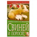 Прибыльное разведение свиней и поросят