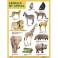 Плакат ANIMALS OF AFRICA (Животные Африки)