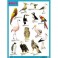 Плакат BIRDS (Птицы)