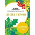 Папка. Листья и плоды