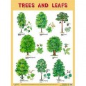 Плакат. Trees and Leafs (Деревья и листья)