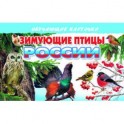 Зимующие птицы России