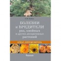 Болезни и вредители роз, хвойных и других декоративных растений