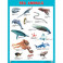Морские обитатели. Плакаты "Sea Animals"