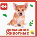 Домашние животные