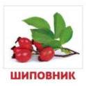 Комплект карточек "Ягоды"
