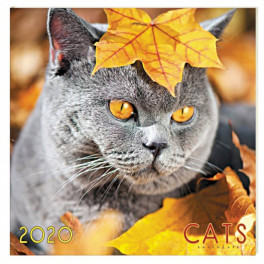Календарь настенный на 2020 год "Домашние любимцы. Осенний кот" (КС62006)