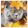 Календарь настенный на 2020 год "Домашние любимцы. Осенний кот" (КС62006)