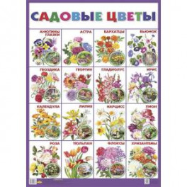 Плакат "Садовые цветы"
