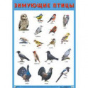 Плакат «Зимующие птицы»