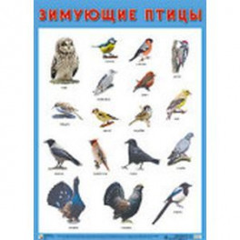 Плакат «Зимующие птицы»