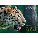 Дикие кошки России: иллюстрированный авторский фотоальбом
