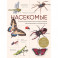 Насекомые. Иллюстрированная энциклопедия начинающего энтомолога. 240 популярных видов, которые обитают рядом с нами