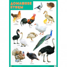 Развивающие плакаты «Домашние птицы»