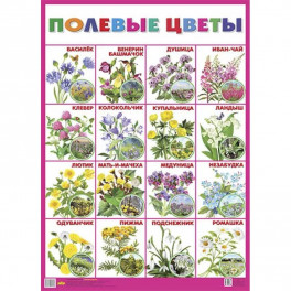 Плакат "Полевые цветы"