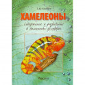 Хамелеоны :Содержание и разведение в домашних условиях