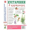 Кустарники в картинках