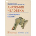 Анатомия человека. Соединения костей. Карточки. Наглядное учебное пособие