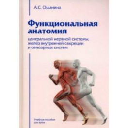 Функциональная анатомия центральной нервной системы, желез внутренней секреции и сенсорных систем