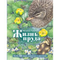 Жизнь пруда