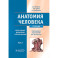 Анатомия человека. Учебник. Том 2