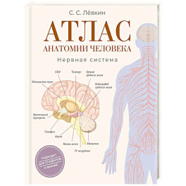 Атлас анатомии человека. Нервная система