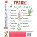 Травы в картинках. Наглядное пособие для педагогов, логопедов, воспитателей и родителей